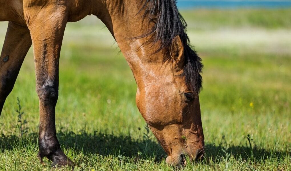 Horses Diet