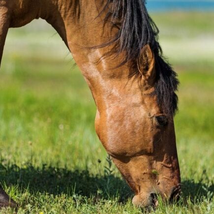 Horses Diet