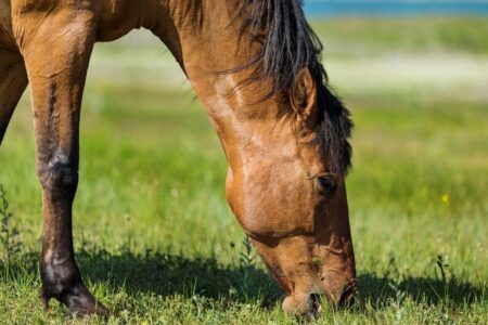 Horses Diet