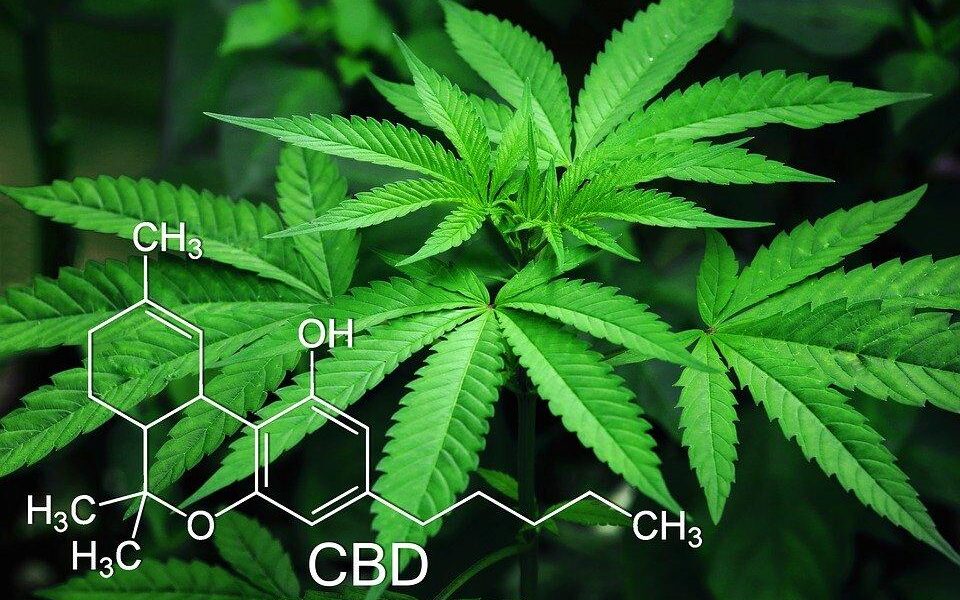Marijuana, Leaves, Cannabis, Green, Natural, Narcotic