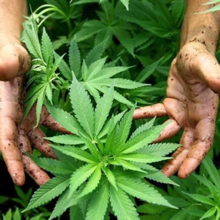 The Best CBD Flowers Top 5 Relaxing And Unwinding Choices