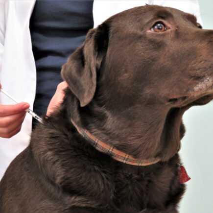 Diabetes in Dogs